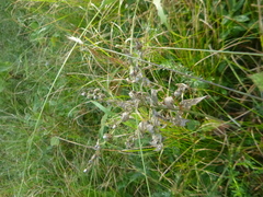 Lithospermum officinale