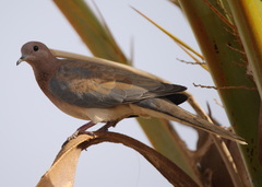Streptopelia senegalensis