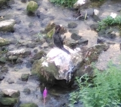 Microcarbo pygmaeus