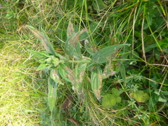 Lithospermum officinale