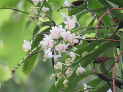 Aerides