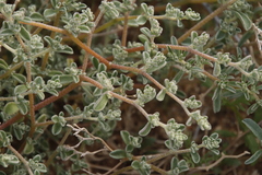 Atriplex