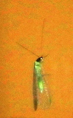 Chrysopinae