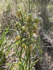 Pterostylis vittata