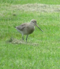 Limosa lapponica