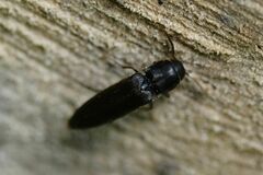 Isorhipis melasoides