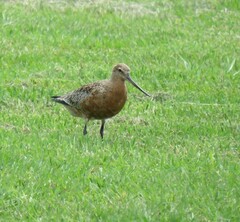 Limosa lapponica