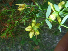 Hypericum × desetangsii