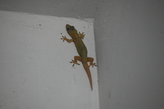 Hemidactylus