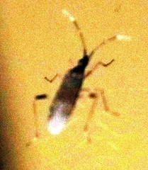 Dicranocephalus schmitzi