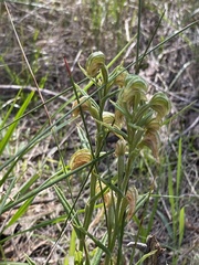 Pterostylis vittata