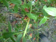 Hypericum × desetangsii