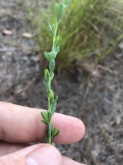 Polygonella polygama