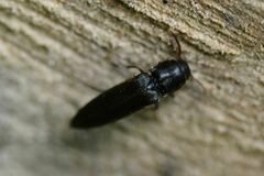 Isorhipis melasoides