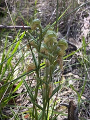 Pterostylis vittata