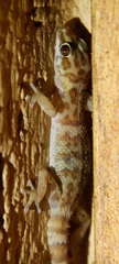Pachydactylus weberi