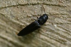Isorhipis melasoides