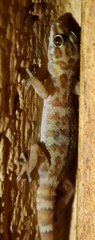 Pachydactylus weberi