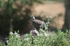 Streptopelia capicola