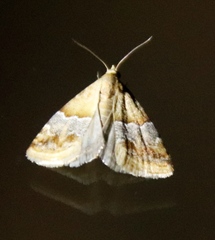Eublemma delicata