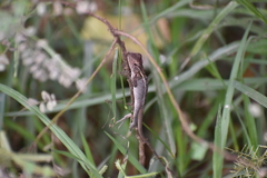 Calotes versicolor