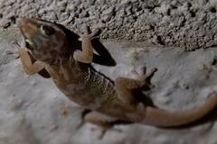 Pachydactylus weberi
