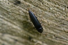 Isorhipis melasoides