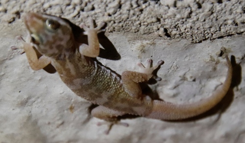 Weber's Gecko