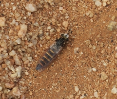 Mydidae