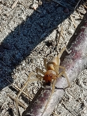 Cheiracanthium punctorium