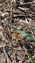 Cheiracanthium punctorium