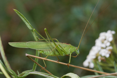 Phaneroptera falcata
