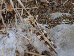 Oedaleus decorus