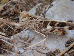 Oedaleus decorus