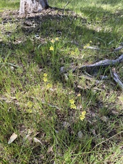 Thelymitra antennifera