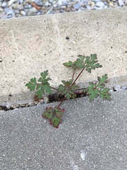 Geranium robertianum