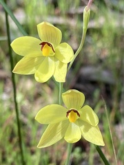 Thelymitra antennifera