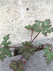 Geranium robertianum