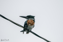 Chloroceryle amazona