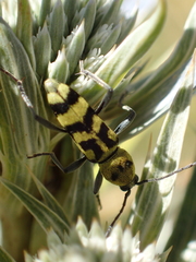 Chlorophorus varius