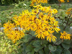 Ligularia dentata