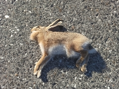 Lepus granatensis