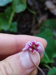 Cyclamen hederifolium