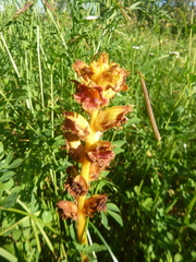 Orobanche gracilis