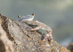 Grapsus albolineatus