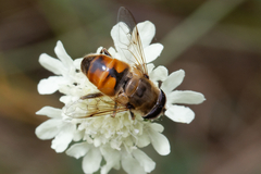Eristalis tenax