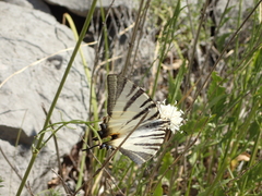 Iphiclides podalirius