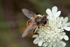Eristalis tenax