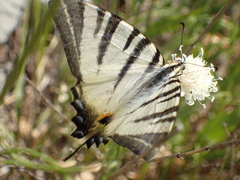 Iphiclides podalirius