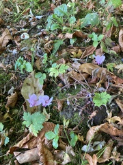 Cyclamen hederifolium